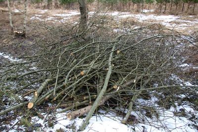 Baumschnitt an der Kreisstraße.